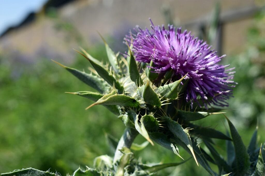 Milk Thistle: A Natural Ally for Liver Detoxification