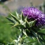 Milk Thistle: A Natural Ally for Liver Detoxification